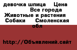 девочка шпица  › Цена ­ 40 000 - Все города Животные и растения » Собаки   . Смоленская обл.
